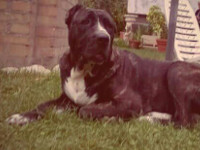 cane corso rustico 